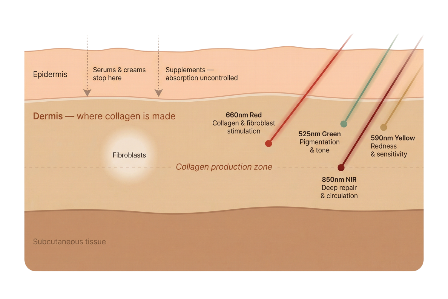 Diagram showing how Vyvo Encore's four wavelengths penetrate deeper than topical skincare